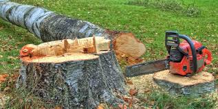 Reliable Highland Park, PA Tree Care Solutions