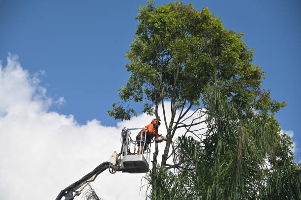 How Our Tree Care Process Works  in  Highland Park, PA